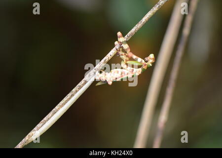 female banded flower mantis laying her ootheca in Tasek Merimbun Stock Photo