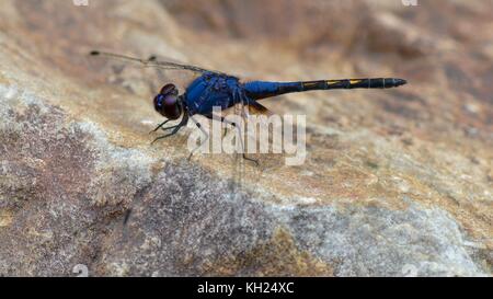 rich blue dragonfly, a black stream glider, from Sarawak Stock Photo
