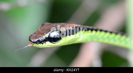 Head shot of elegant bronzeback snake Stock Photo