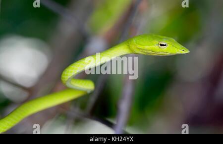 Head shot of a green vine snake taken in scrub near a Bornean beach