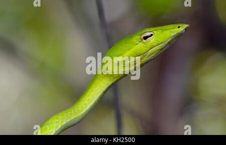 Head shot of a green vine snake taken in scrub near a Bornean beach