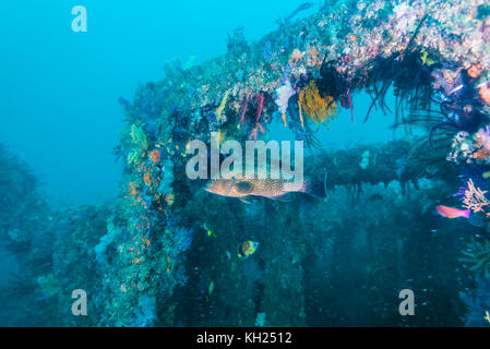 Grouper and fish reef with soft coral. Owase, Mie, Japan Stock Photo