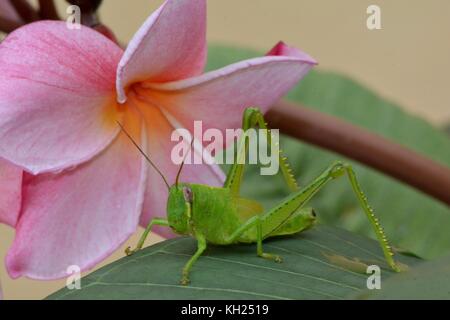 Grasshopper and pink frangipani flower Stock Photo