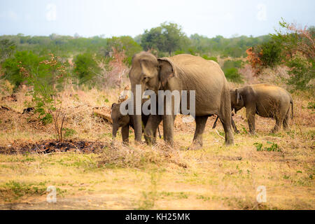 Wild Elephants in Sri Lanka Stock Photo