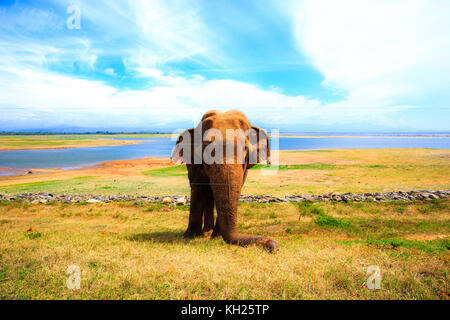 Wild Elephants in Sri Lanka Stock Photo