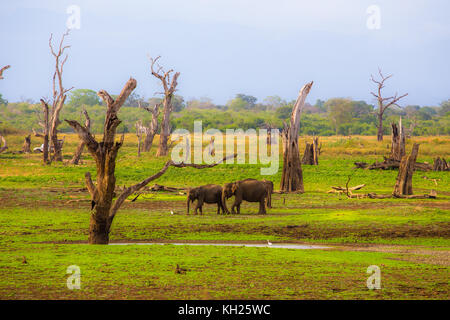 Wild Elephants in Sri Lanka Stock Photo