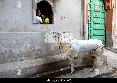 Indian man in yellow pants sitting at the window drinking coffee and looking at the street cow in front of his house, Jodhpur, India. Stock Photo