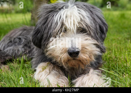 cat, horses, dogs, cats, horse, dog Stock Photo - Alamy