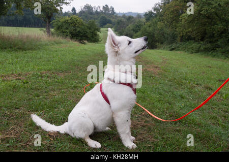 White shepherd dog - Berger Blanc Suisse Stock Photo