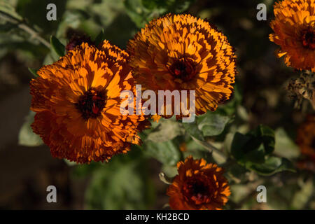 Calendula officinalis 'Indian Prince' at RHS Gardens,Harlow Carr,Harrogate,North Yorkshire,England,UK. Stock Photo