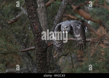 Great Grey Owl / Bartkauz ( Strix nebulosa ) takes off for hunting, in flight, flying, frontal side shot, beating its wings, in fall, Europe. Stock Photo
