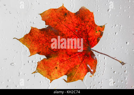 Orange autumn maple leaf on a rainy window. The concept of Fall seasons Stock Photo