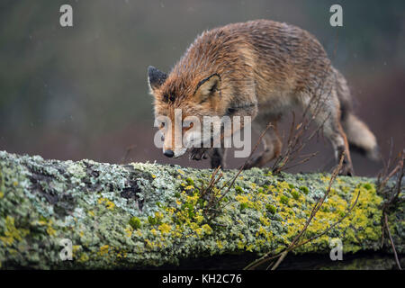 Red Fox / Rotfuchs ( Vulpes vulpes ) cunning adult, walking, sneaking, balancing over a fallen tree trunk, in typical pose, wildlife, Europe. Stock Photo