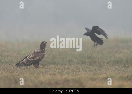 White-tailed Eagle / Sea Eagler ( Haliaeetus albicilla ), immature, adolescent, sitting on the ground, watching for a Common Raven in flight, Europe. Stock Photo