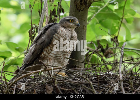 Sparrowhawk ( Accipiter nisus ), adult female perched on the edge of its nest, caring for its chicks, watching around, attentively, wildlife, Europe. Stock Photo