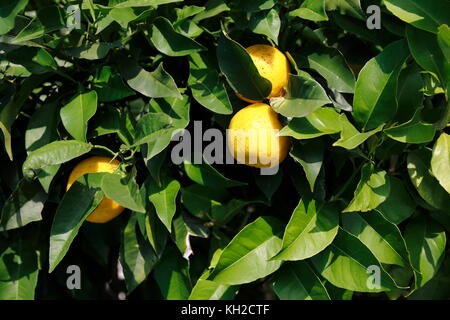 Zitrone, Limone, Limette, am Baum Stock Photo