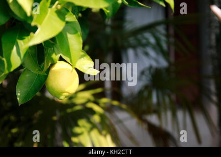 Zitrone, Limone, Limette, am Baum Stock Photo
