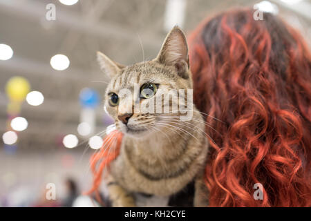 Womanholding an Egyptian Mau cat. Stock Photo