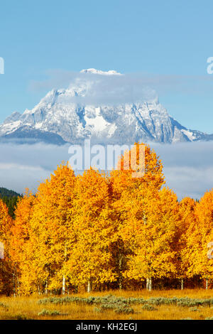 Grand Teton National Park, Mt. Moran with yellows aspens