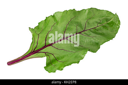 Fresh green beet leaves isolated on white background. Clipping Path Stock Photo