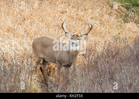 Whitetail deer (Odocoileus virginianus) buck during the autumn rut in Montana, Stock Photo