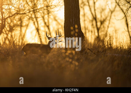 Whitetail buck during the autumn rut in Colorado at sunrise Stock Photo