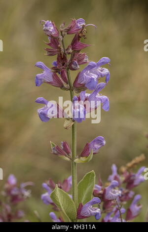 Common sage, Salvia officinalis, growing in the wild on the Dalmatian coast, Croatia. Stock Photo