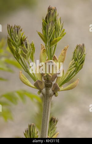 Narrow-leafed ash, Fraxinus angustifolius new leaves emerging from buds in spring. Croatia. Stock Photo