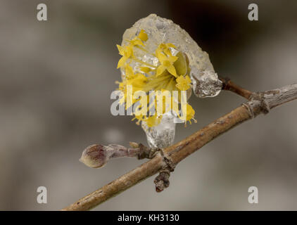Cornelian cherry, Cornus mas, in flower in early spring, after snow and frost. Stock Photo