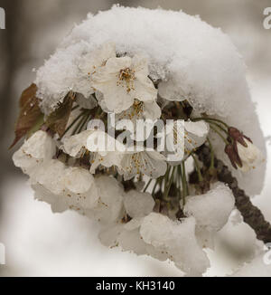 Wild cherry, Prunus avium, blossom after spring snowfall. Stock Photo