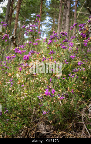 Bell Heather at Abernethy Forest in the Cairngorms National Park of Scotland. Stock Photo