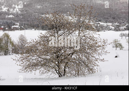 Cherry tree, Prunus avium, in flower in the snow; Velebit mountains, Croatia. Stock Photo