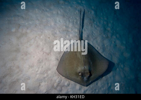 Southern Stingray, Dasyatis americana, at night, Bahama Islands Stock Photo