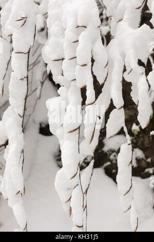 Buds of Beech tree in spring, covered with snow. Stock Photo
