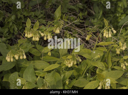 Tuberous comfrey, Symphytum tuberosum, in flower in shaded Beech woodland, Croatia. Stock Photo
