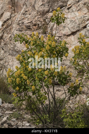 Dalmatian Laburnum, Petteria ramentacea in flower in spring, lower slopes of Velebit Mountains, Croatia. Stock Photo