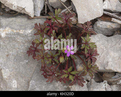 Little-robin,  Geranium purpureum, on limestone clitter, Croatia. Stock Photo