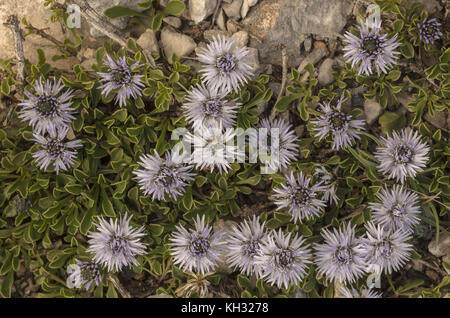 Heart-leaved globe daisy or Matted Globularia, Globularia cordifolia, in flower on limestone, Croatia. Stock Photo