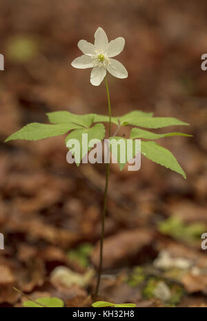Three-leaved Anemone, Anemone trifolia in flower in beech woodland, Slovenia. Stock Photo