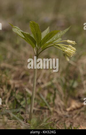 Drooping bittercress, Cardamine enneaphylla, in flower in spring, Julian Alps, Slovenia. Stock Photo