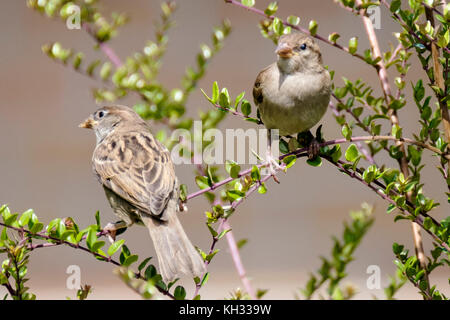 Two Birds in The Bush Stock Photo