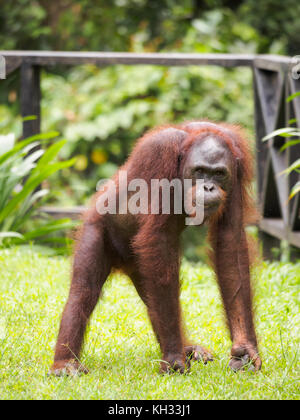 Bornean Orangutan (Pongo pygmaeus) at Orangutan Rehabilitation Centre, Sepilok, Sabah, Borneo, Malaysia Stock Photo