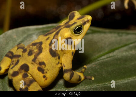 The Panamanian golden frog (Atelopus zeteki) is a critically endangered frog which is endemic to Panama. Stock Photo