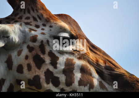 Close up of a stunning giraffe, captured at Port Lympne Nature Reserve in Kent Stock Photo
