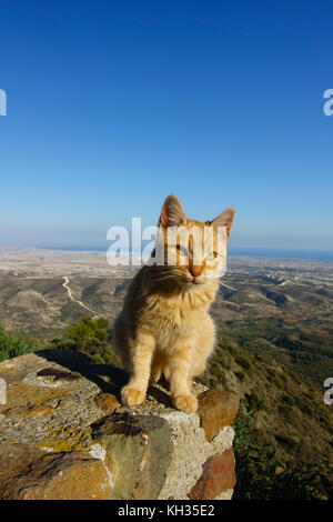 Ginger cat sitting on the wall at Stavrovouni Monastery overlooking Larnaca, Cyprus. Stock Photo
