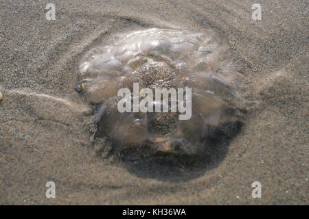 Moon jellyfish blob drying on the sandy Keel beach on Achill Island in County Mayo Ireland Stock Photo