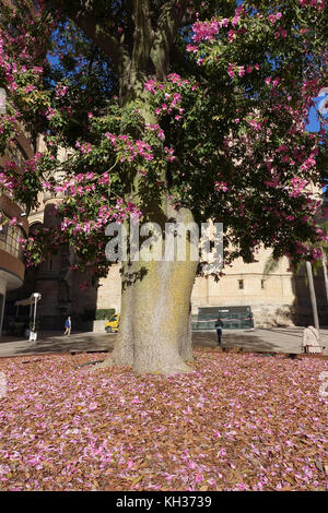 Silk floss tree in flower, flowering leaving a bed of fallen flowers on ground, center of Malaga, Andalusia, Spain Stock Photo