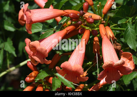 Trumpet creeper Stock Photo