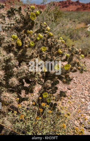 Huge cactus with lots of lime colored blossoms near the entrance to the Valley of Fire State Park in southwest Nevada, USA Stock Photo