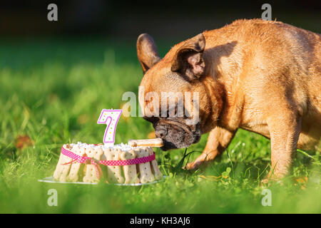 picture of a french bulldog eating from a birthday cake Stock Photo